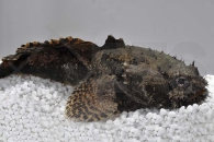 150219_Halophryne-trispinosus_Loewensteinfisch_01