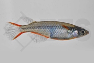 150222_Oryzias-woworae_Neonreisfisch_01