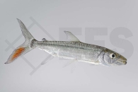 150224_Hydrocynus-goliath_Riesen-Tigersalmler_01