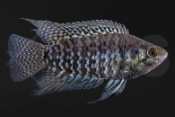 150225_Microctenopoma-fasciolatum_Gebaendeter-Buschfisch_02