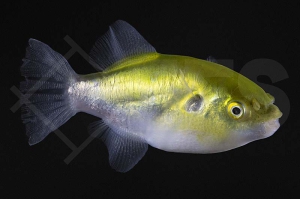 150230_Auriglobus-modestus_Goldkugelfisch_01