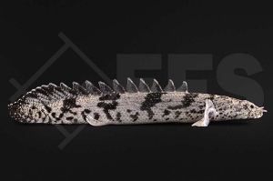 150251_Polypterus-endlicheri_Endlichers-Floesselhecht_01