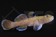 150258_Rhinogobius-rubromaculatus_Rotpunkt-Grundel_01