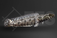 150259_Channa-lucius_Glaenzender-Schlangenkopf_01