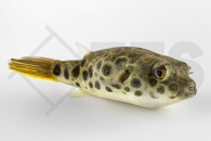 150263_Tetraodon-schoutedeni_Leopardkugelfisch_01