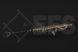 150304_Indostomus-paradoxus_Burma-Stichling_01