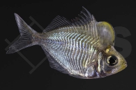 150309_Parambassis-pulchinella_Buckelkopf-Glasbarsch_01