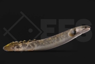 150314_Polypterus-mokelembembe_Mokele-mbembe-Floesselhecht_01