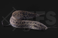 150317_Protopterus-dolloi_Kongo-Lungenfisch_01