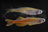 150318_Pseudomugil-luminatus_Paskas-Blauauge_red-neon_01