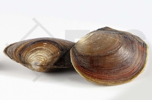 1400487_Anodonta-cygnea_Mammut-Muschel_01