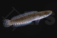 150338_channa-andrao_Neonblauer-Zwergschlangenkopf_01