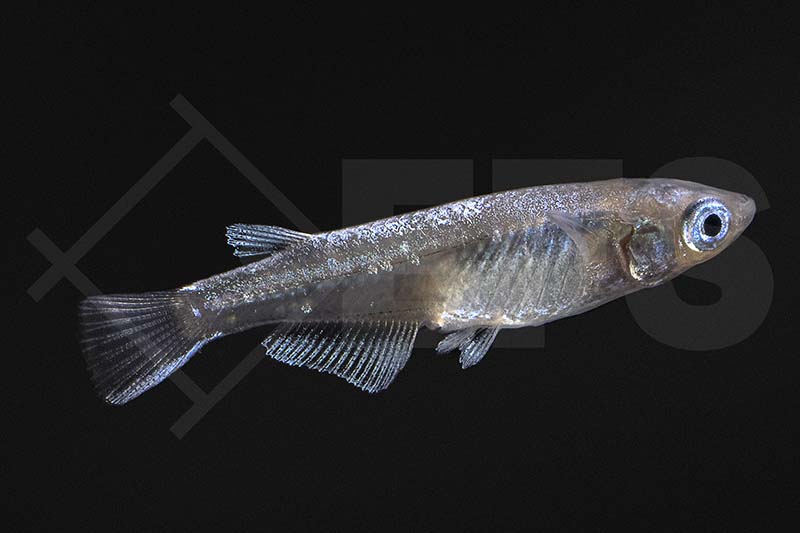 150340_Oryzias-latipes_Shiro-Medaka_weiss_01