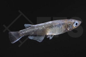 150340_Oryzias-latipes_Shiro-Medaka_weiss_01