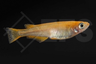 150341_Oryzias-latipes_Yokihi-Medaka-orange_01