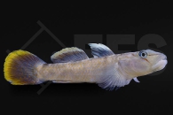 150342_Rhinogobius-henchuenensis_Gelbsaumgrundel_01