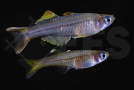 150354_Pseudomugil-ivantsoffi_Ivantsoffs-Blauauge_01