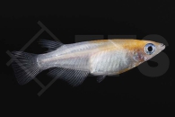 150356_Oryzias-latipes_Koi-Medaka_01