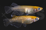 150358_Oryzias-latipes_Medaka_orange-sparkled_03