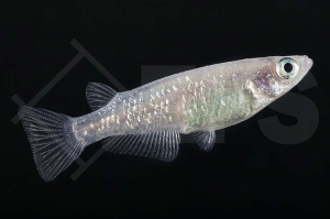 150359_Oryzias-latipes_Medaka-green-lame_01