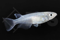 150360_Oryzias-latipes_Medaka-ice-blue_01