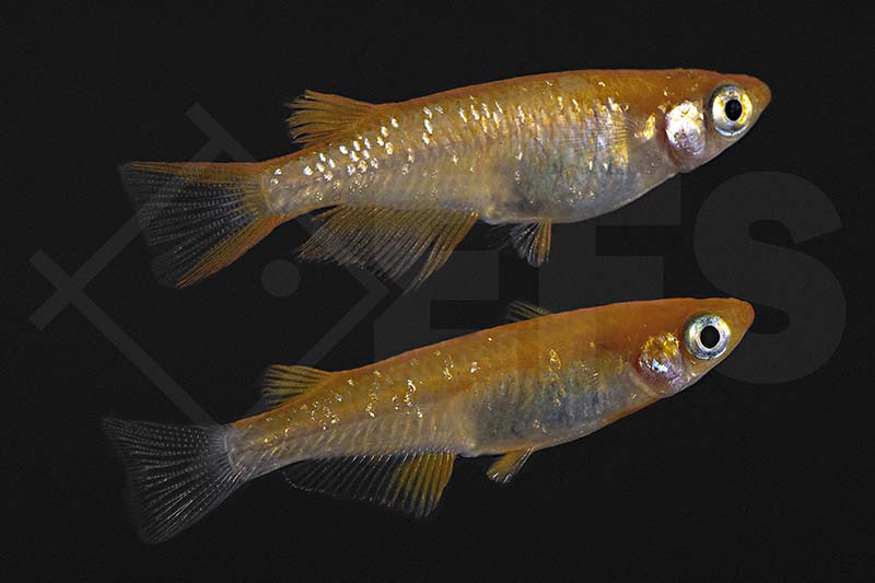 150369_Oryzias-latipes_Yokihi-Medaka-orange-red_01