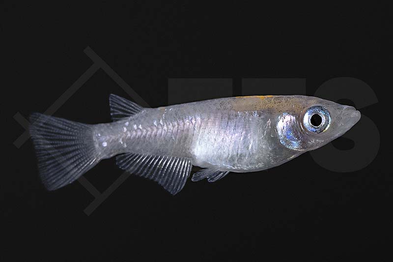 150377_Oryzias-latipes_Medaka_sparkled-blue_01