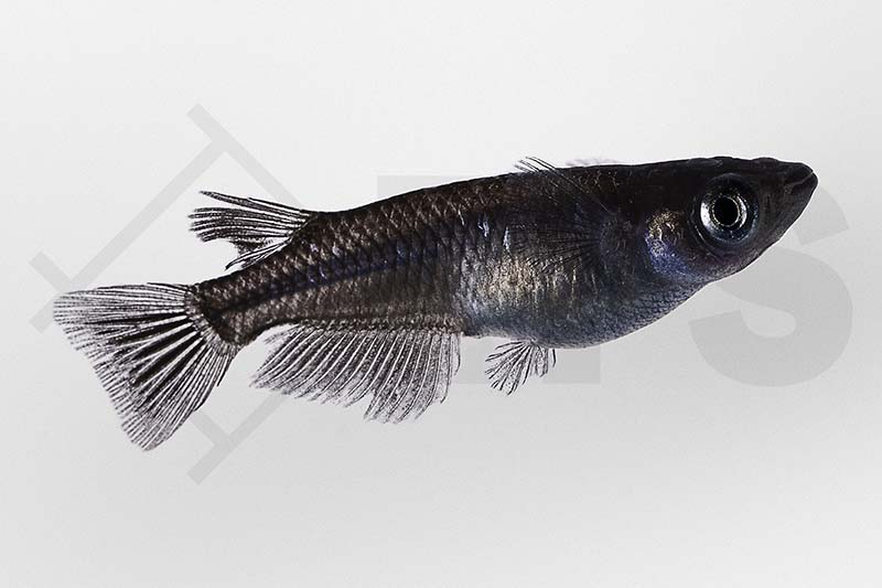 150379_Oryzias-latipes_Medaka_black_01