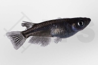 150379_Oryzias-latipes_Medaka_black_01