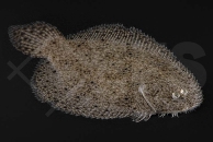 150386_Hypoclinemus-mentalis_Peru-Suesswasserflunder_01