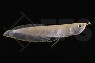 150387_Osteoglossum-bicirrhosum_Gabelbart-Arowana_albino_01