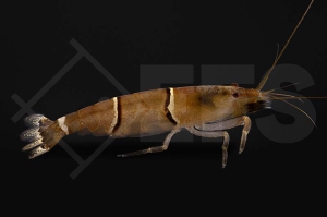 1600026_Australatya-obscura_Taiwan-Bamboo-Garnele_01