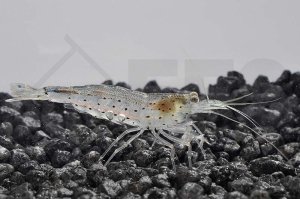 1600047_Caridina-multidentata_Amanogarnele_01