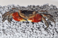 1600067_Pseudosesarma-moeshi_Rote-Thaikrabbe_01