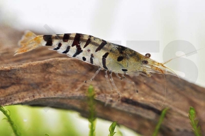 1600097_Caridina-mariae_Tigergarnele_01