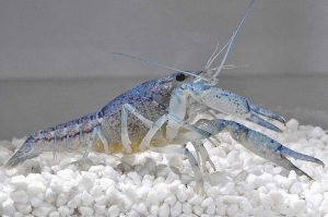 1600117_Procambarus-alleni_Blauer-Floridahummer_01