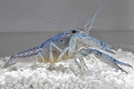 1600117_Procambarus-alleni_Blauer-Floridahummer_01