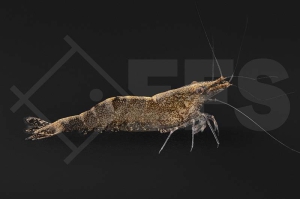 1600147_Caridina-cf-babaulti_Malaya-Garnele_01