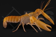 1600197_Cherax-holthuisi-apricot_Aprikosenkrebs_02