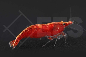 1600207_Neocaridina-davidi_Kirschgarnele-Feuergarnele_01