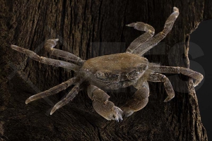 1600217_Ptychognathus-barbatus_pompom-Krabbe_01