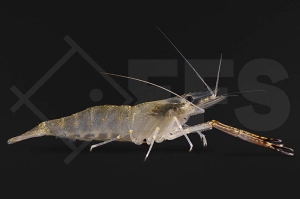 1600227_Macrobrachium-lar_01