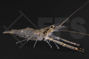 1600237_Macrobrachium-australe_Dagoba-Glasgarnele_01