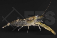 1600267_Macrobrachium-jaorense_01