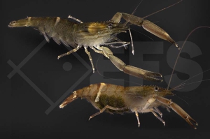 1600277_Macrobrachium-placidulum_01