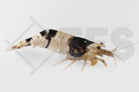 1600287_Caridina-logemanni_Bienengarnele-schwarz-weiss_01
