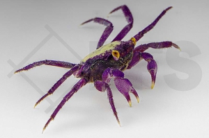 1600297_Geosesarma-bicolor_Vampirkrabbe_01