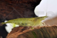 1600307_Caridina-cf-babaulti_Gruene-Zwerggarnele_01