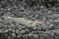 1600337_Caridina-gracilirostris_Nashorngarnele_01