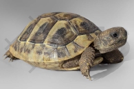 170000_testudo-hermanni_griechische-Landschildkroeten_01
